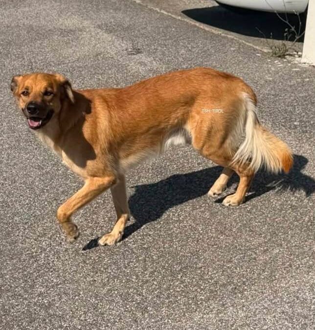Fundtier Hund, Imst (07/2026)