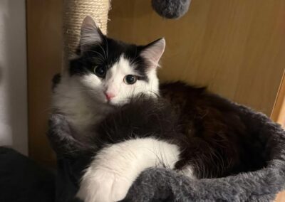 Katze, Imst (07/2026)