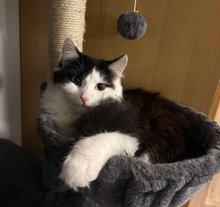 Katze, Imst (07/2026)