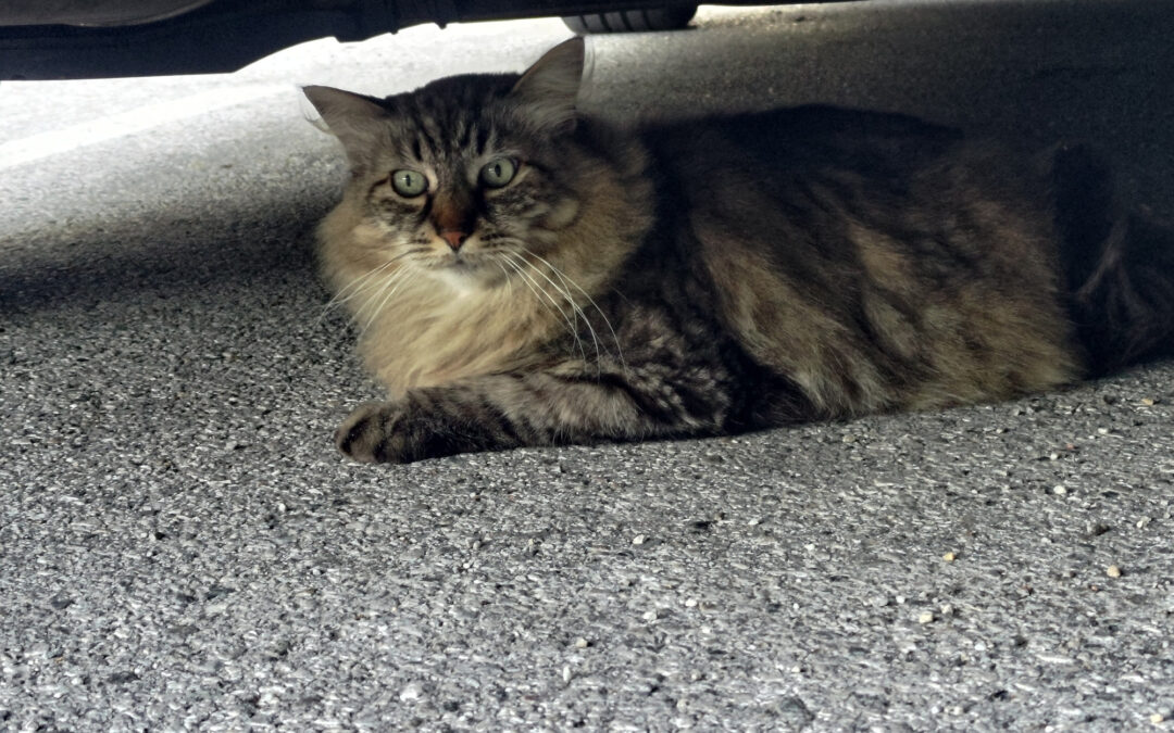 Fundkatze, Innsbruck (07/2026)