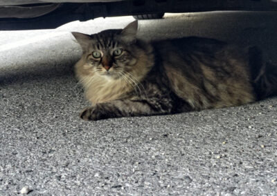 Fundkatze, Innsbruck (07/2026)