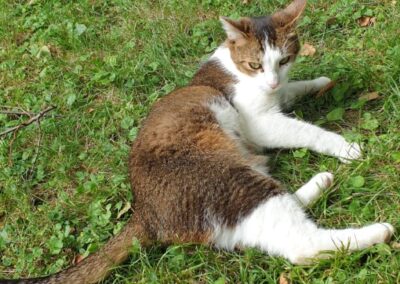 Barnabas, Innsbruck (07/2026)