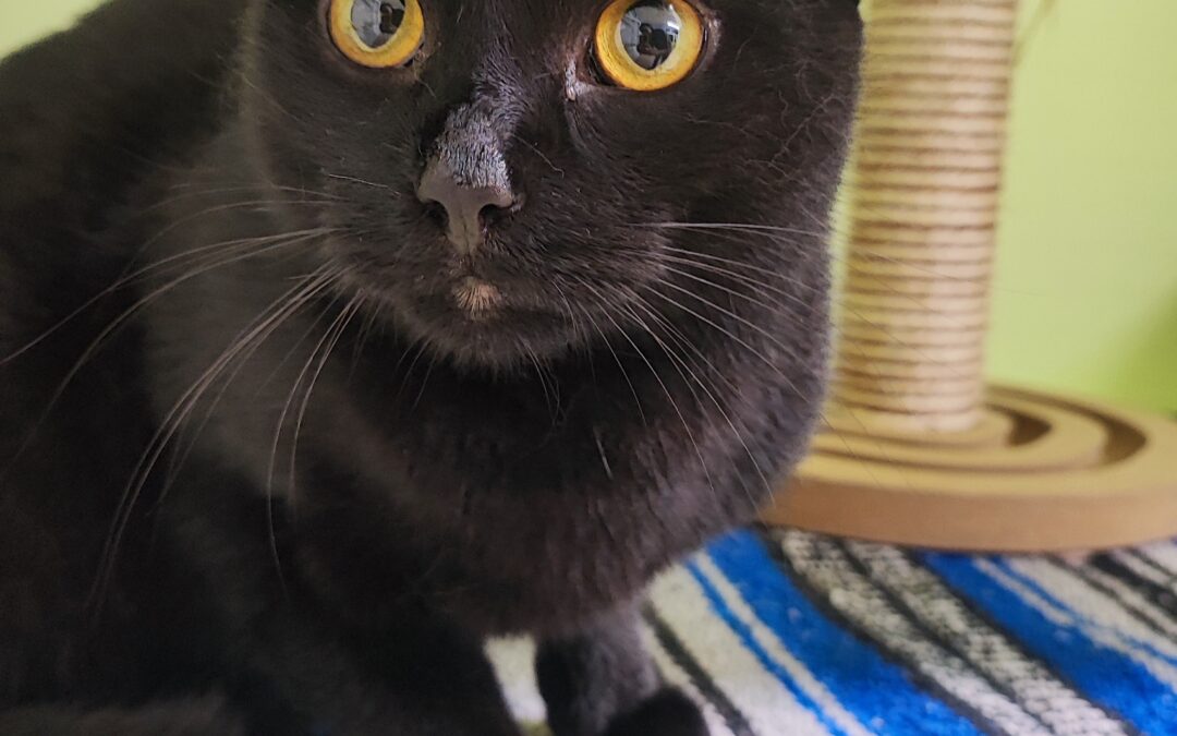 Fundtier Kater, Innsbruck  (07/2026)