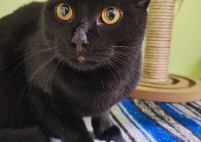 Fundtier Kater, Innsbruck  (07/2026)