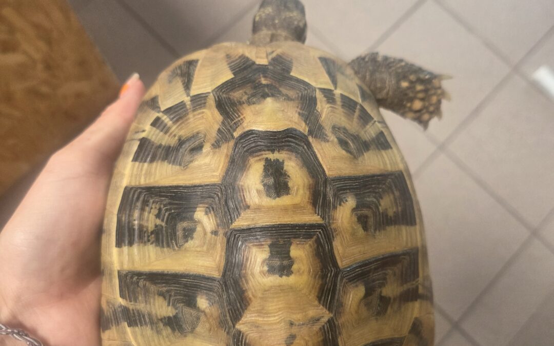Fundtier Landschildkröte, Innsbruck  (07/2026)
