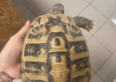Fundtier Landschildkröte, Innsbruck  (07/2026)
