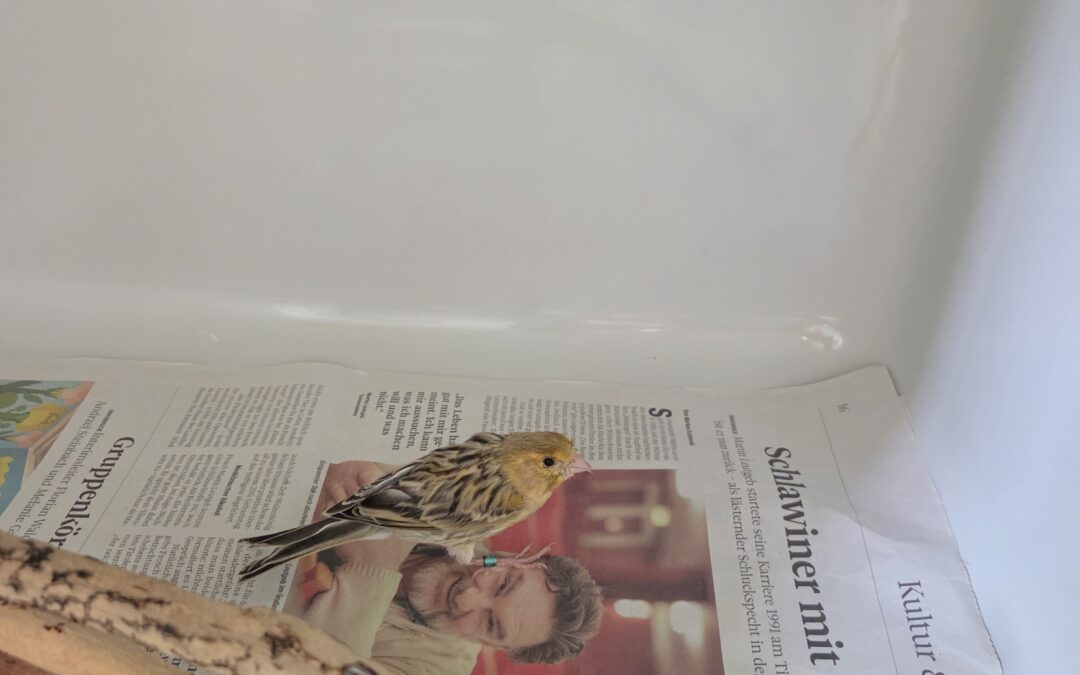 Fundtier Kanarienvogel, Innsbruck  (07/2026)