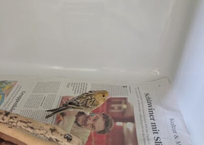 Fundtier Kanarienvogel, Innsbruck <br> (07/2026)