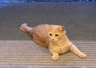 Fundtier Kater, Innsbruck  (07/2026)