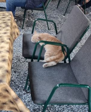 Innsbruck_Fundkater_Hallerstraße
