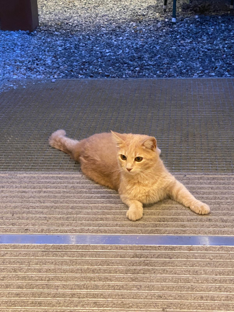 Innsbruck_Fundkater_Hallerstraße