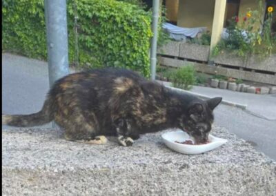 Sichtung Katze, Innsbruck (07/2026)