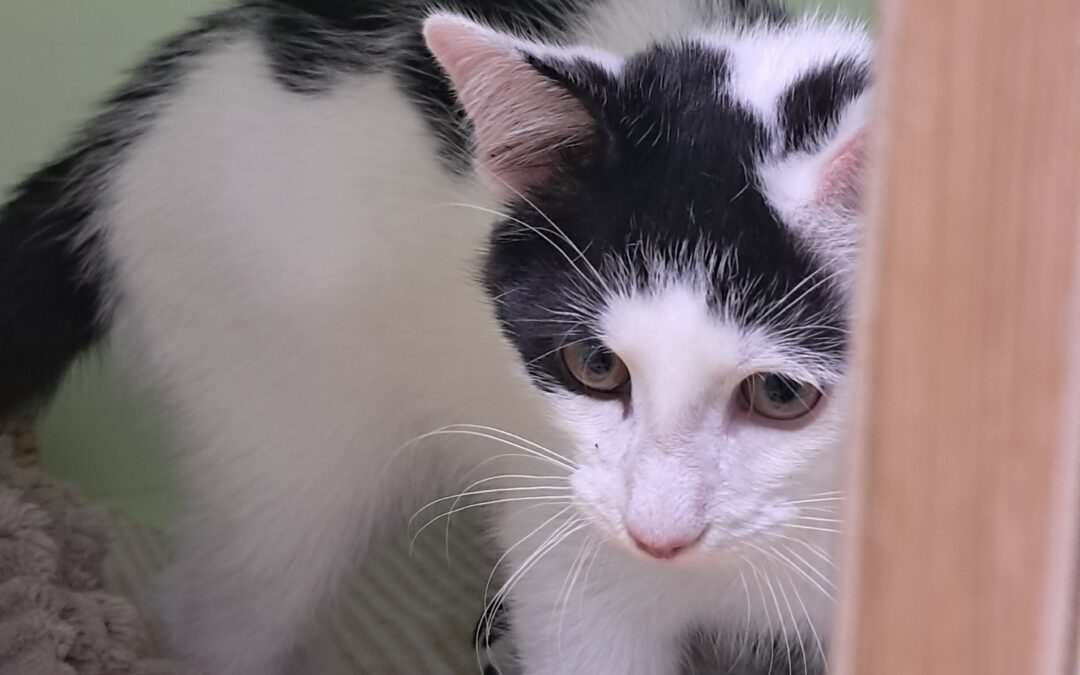Fundkater, Innsbruck (07/2026)