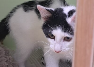 Fundkater, Innsbruck (07/2026)