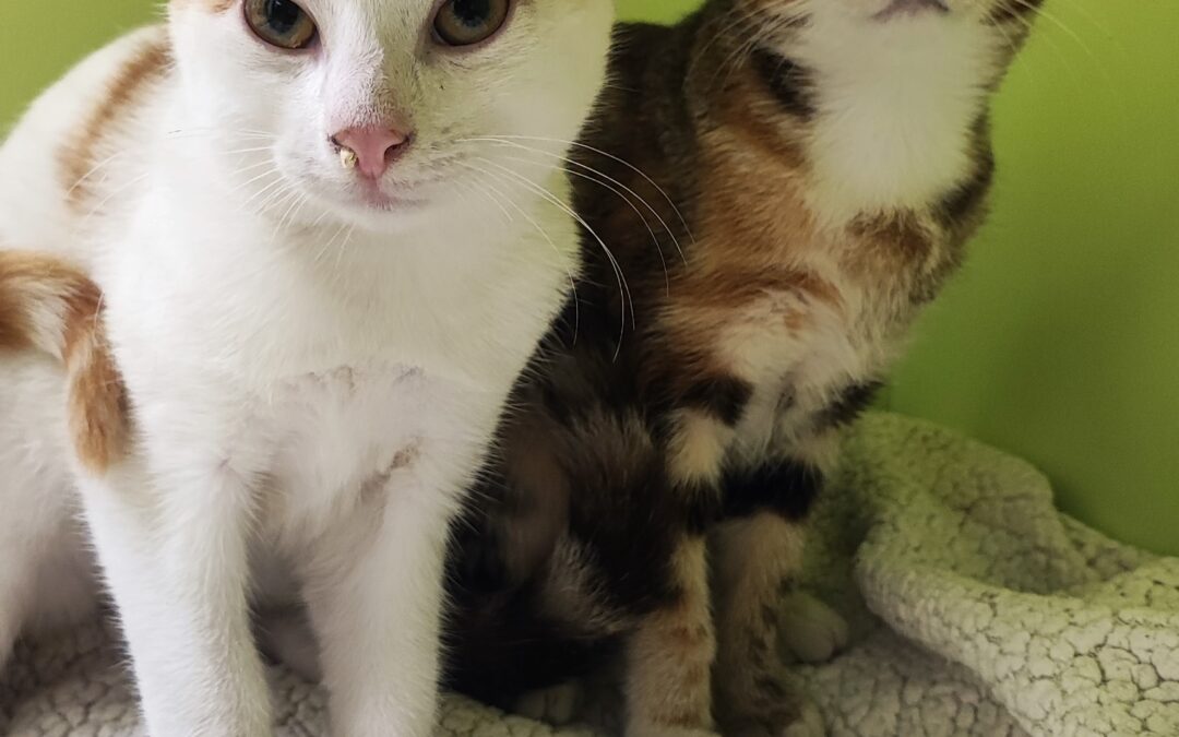 Fundtiere Katzen, Innsbruck  (07/2026)