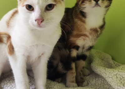 Fundtiere Katzen, Innsbruck  (07/2026)