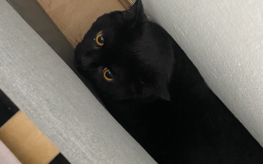 Fundkatze, Innsbruck (07/2026)