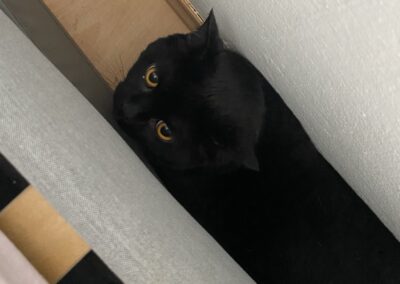 Fundkatze, Innsbruck (07/2026)