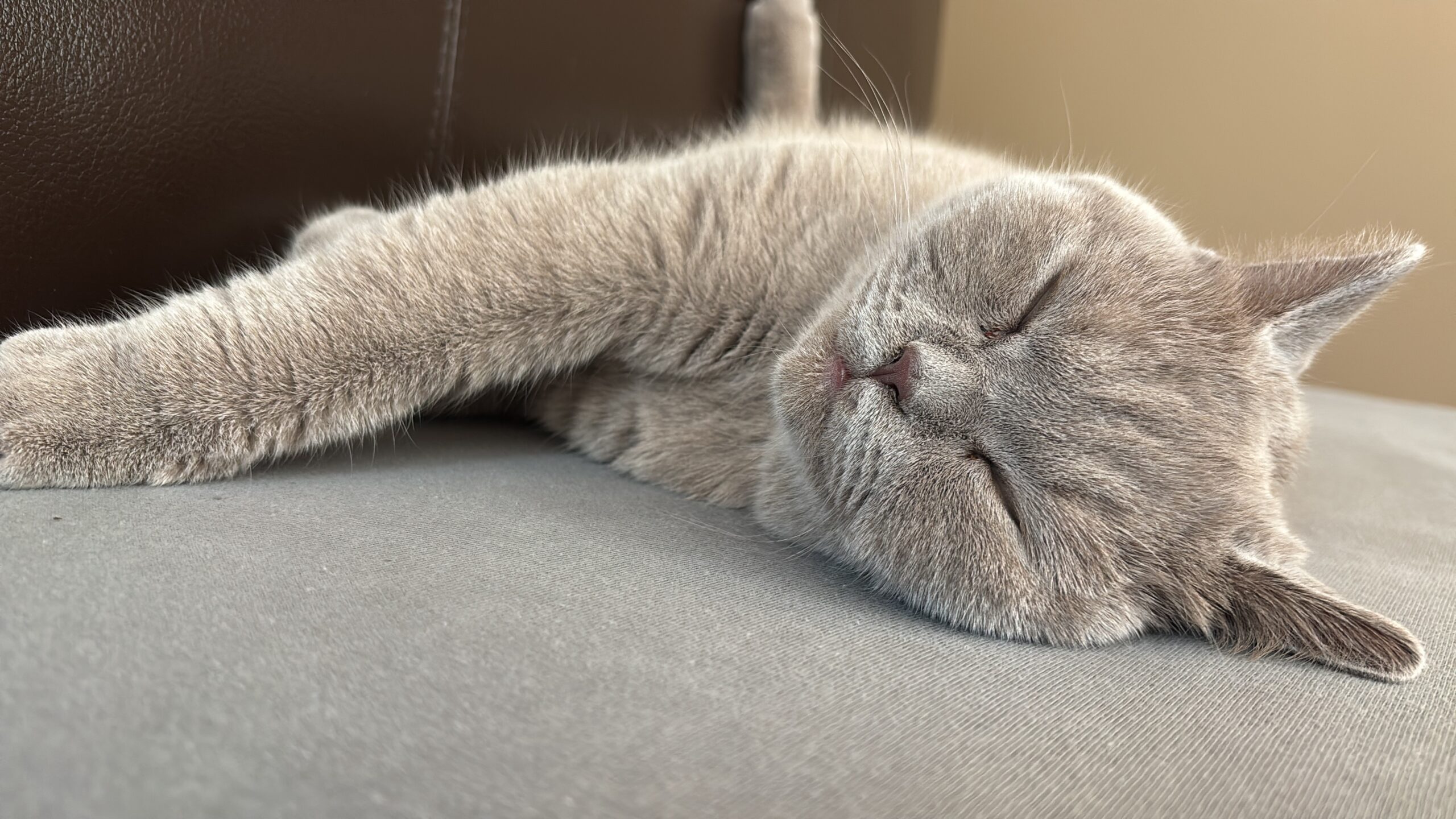 Innsbruck_Katze_Gisela