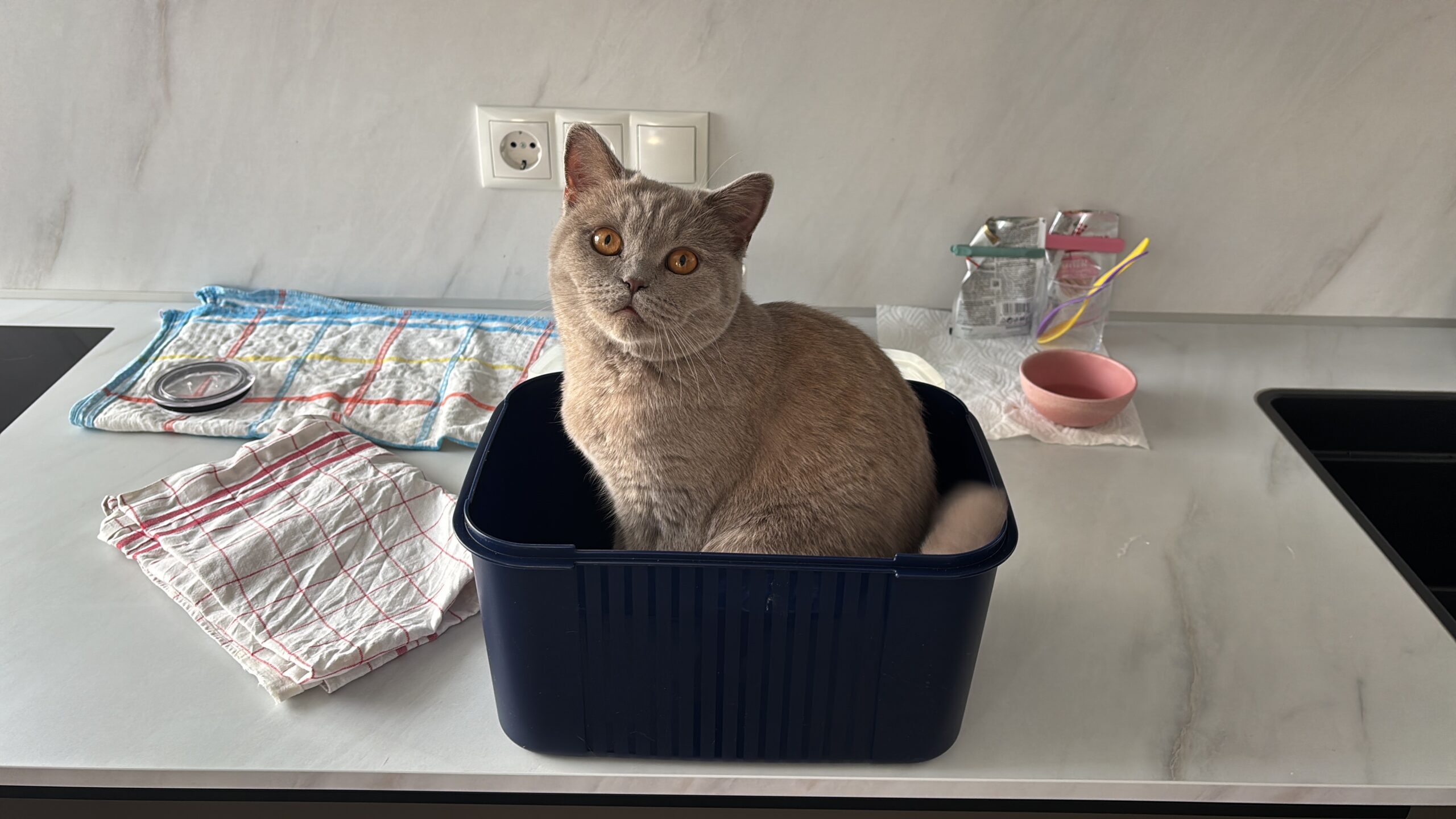 Innsbruck_Katze_Gisela2