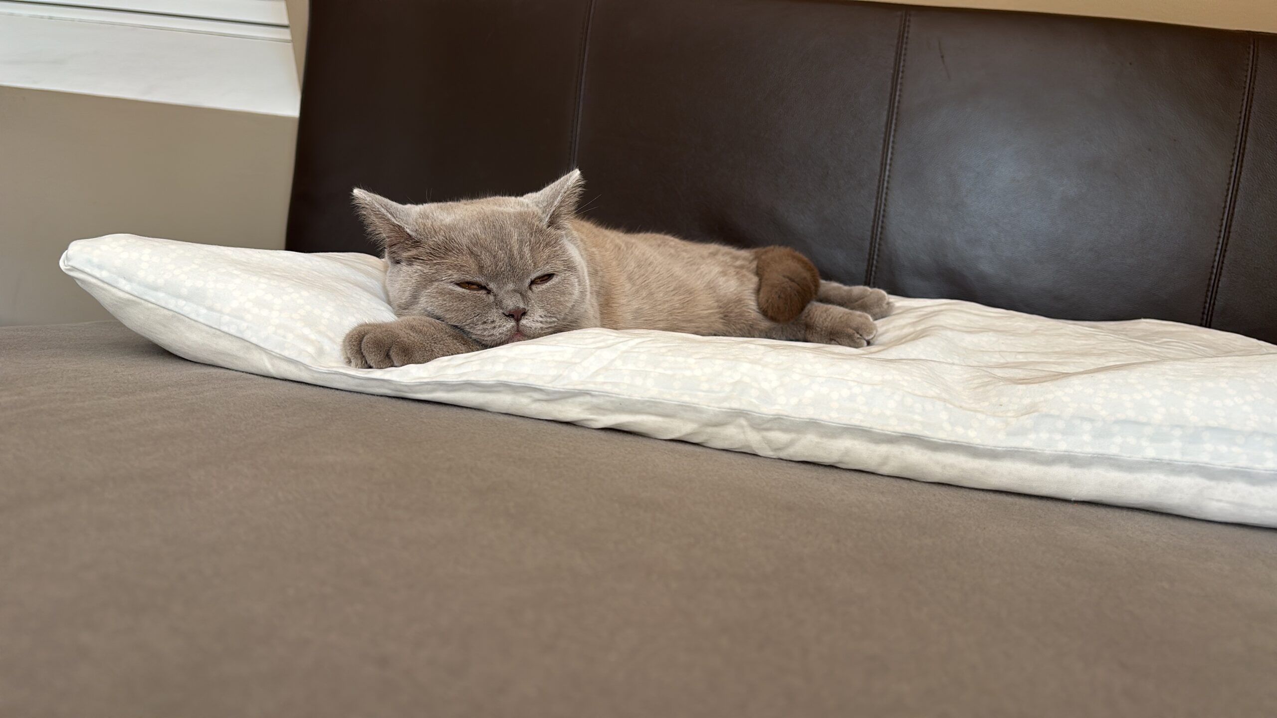 Innsbruck_Katze_Gisela3