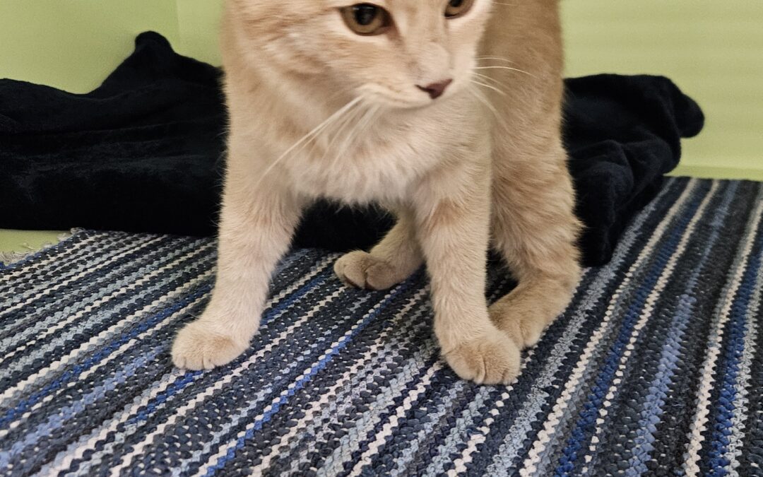 Fundkatze, Innsbruck (07/2026)