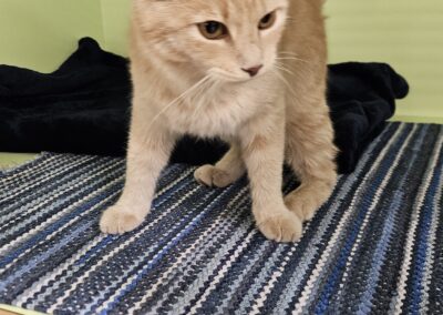 Fundkatze, Innsbruck (07/2026)