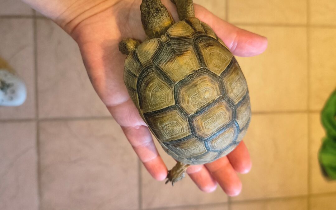Fundtier Schildkröte, Kirchbichl  (07/2026)