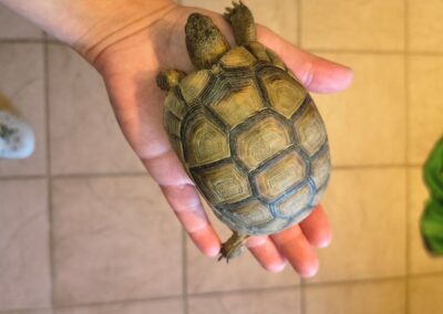 Fundtier Schildkröte, Kirchbichl  (07/2026)