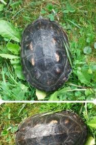Fundtier Schildkröte, Kössen  (07/2026)