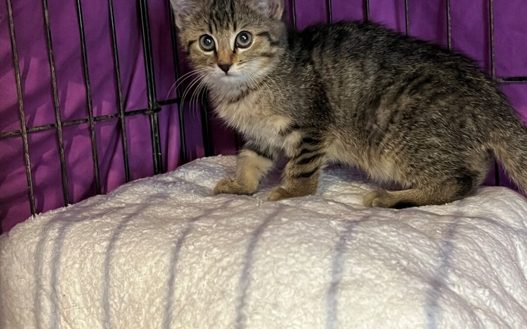 Fundtier Katze, Kramsach (07/2026)
