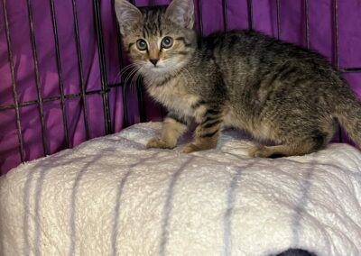 Fundtier Katze, Kramsach (07/2026)