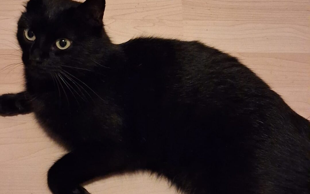 Sichtung Katze, Kramsach  (07/2026)