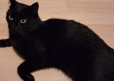 Sichtung Katze, Kramsach  (07/2026)
