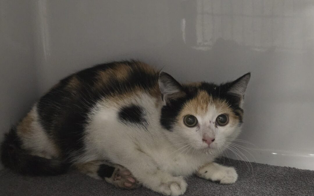 Fundtier Katze, Kufstein (07/2026)