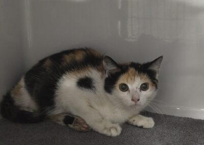 Fundtier Katze, Kufstein (07/2026)