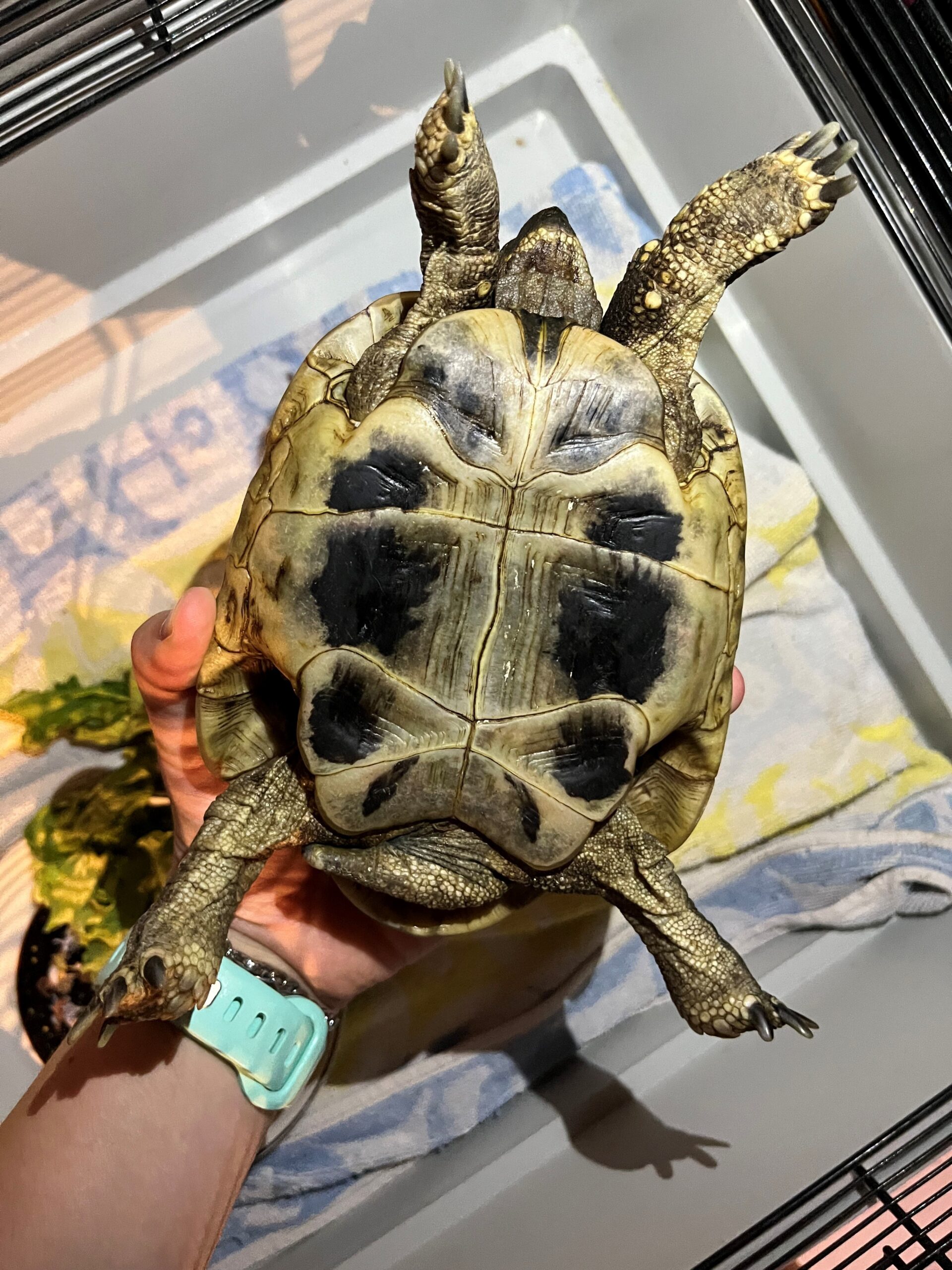 Kufstein_Fundschildkröte_Endach