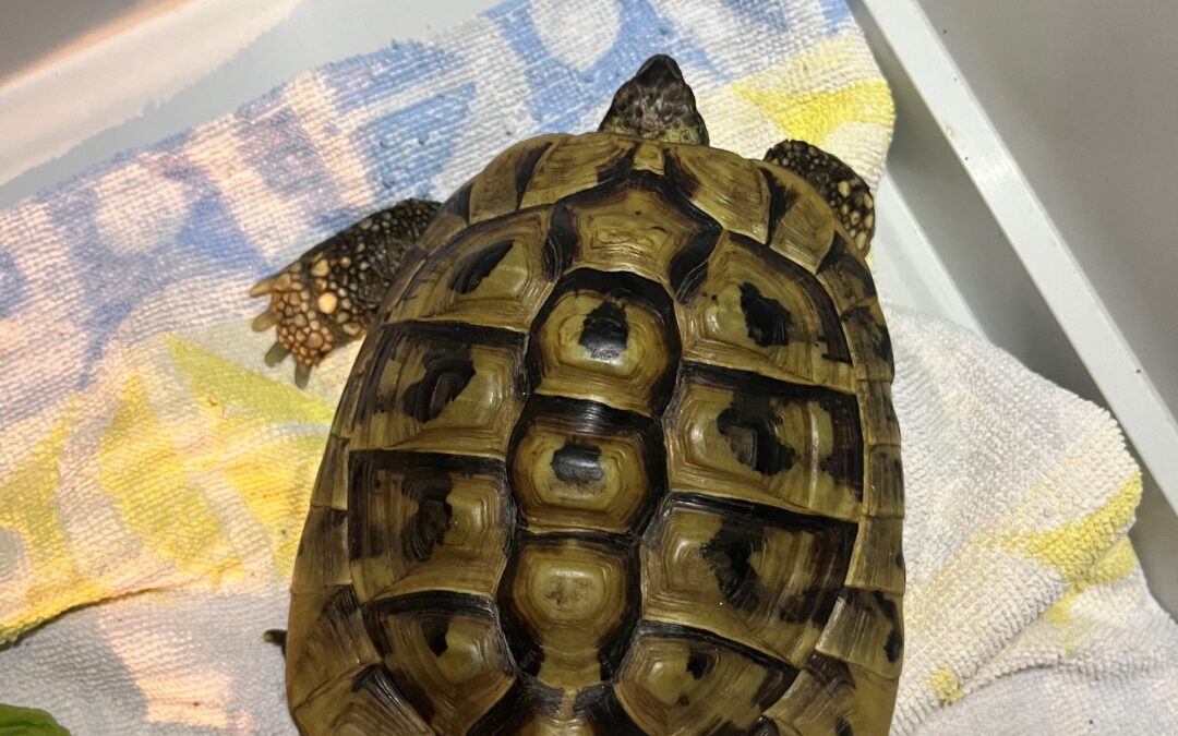 Fundtier Schildkröte, Kufstein (07/2026)