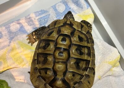 Fundtier Schildkröte, Kufstein (07/2026)