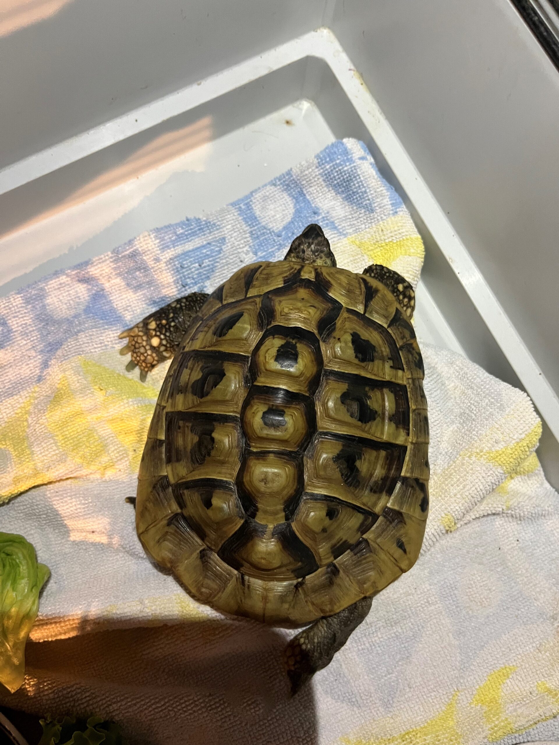 Kufstein_Fundschildkröte_Endach2