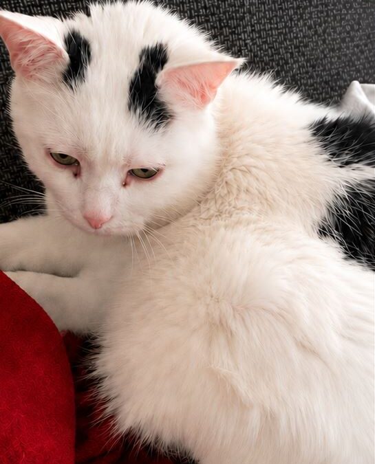 Kater, Kufstein  (07/2026)