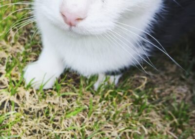 Sichtung Katze, Kundl  (07/2026)