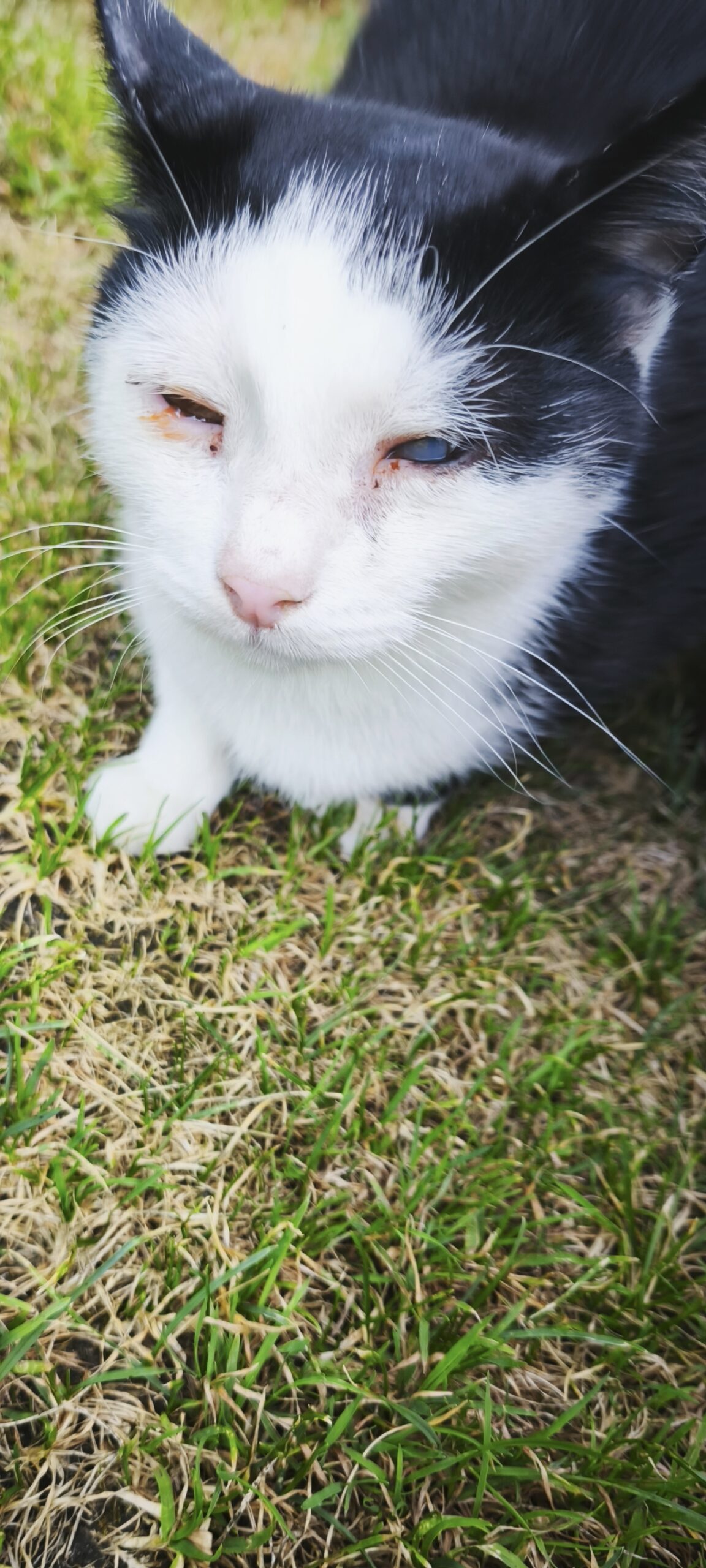 Kundl_SIchtung_Katze