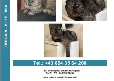Angelo, Landeck (07/2026)
