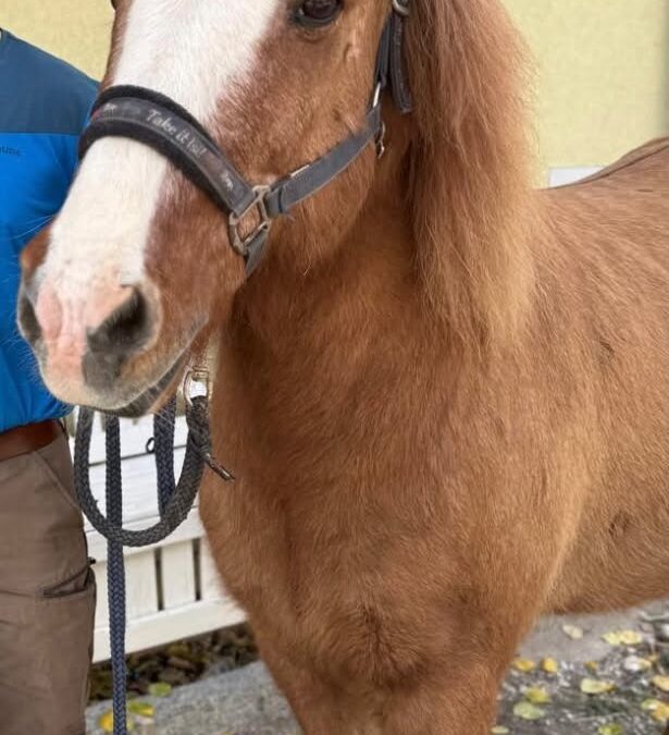 Floki, Leutasch  (07/2026)