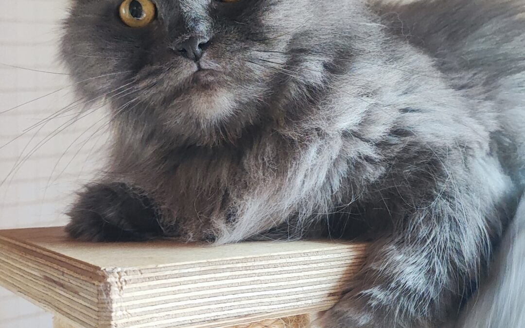 Luna