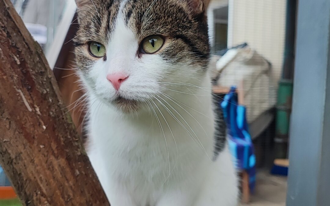 Mimi