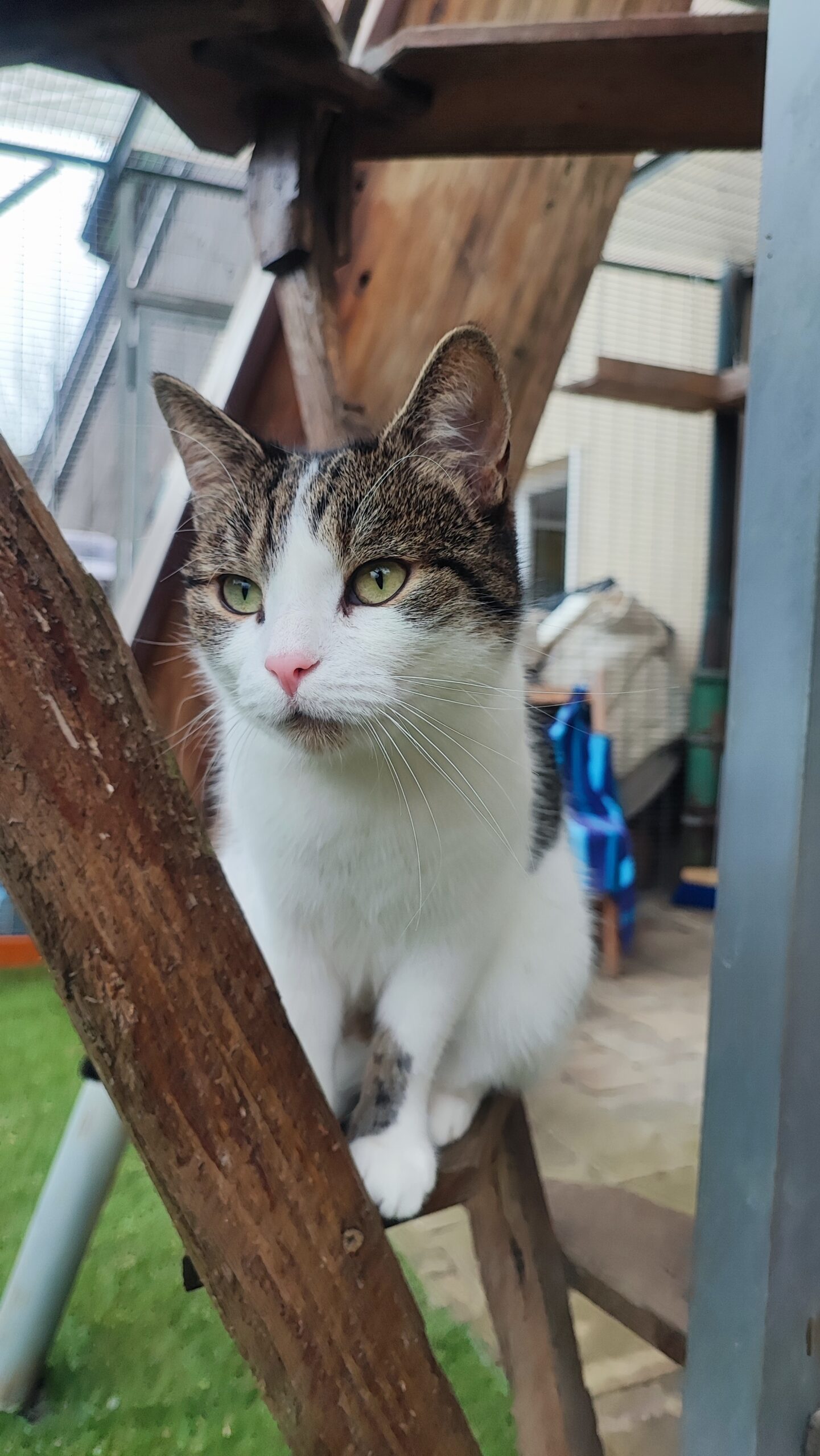 Mimi