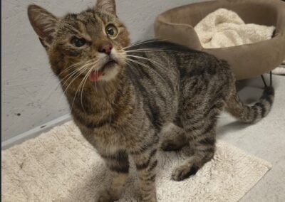 Fundtier Katze, Münster  (07/2026)