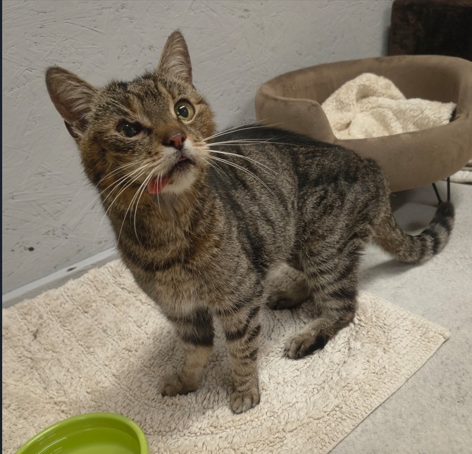 Münster_Fundkatze Bachleiten